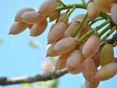 pistacchio